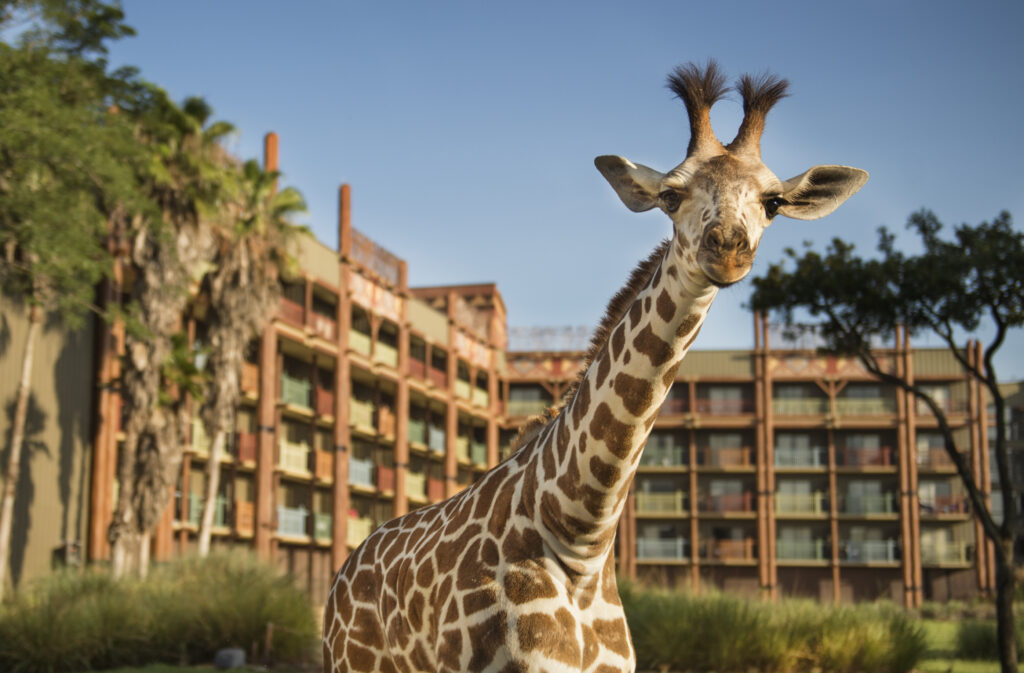 Resort Benefits of Disney's Animal Kingdom Lodge