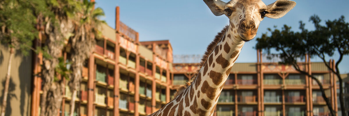 Giraffe at Animal Kingdom Lodge